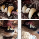 Caneta Dental PetSmile Clean – Dentes Limpos Com Um Toque